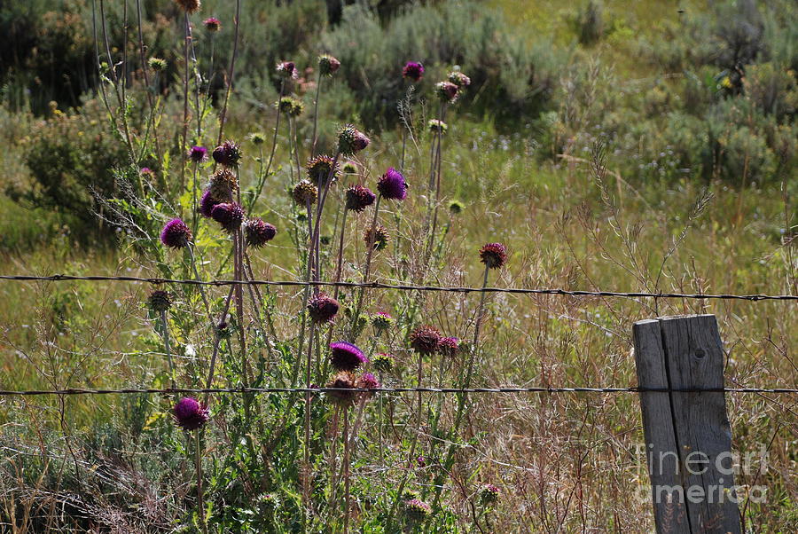 Thistle and Barbed Wire Photograph by Jim Goodman