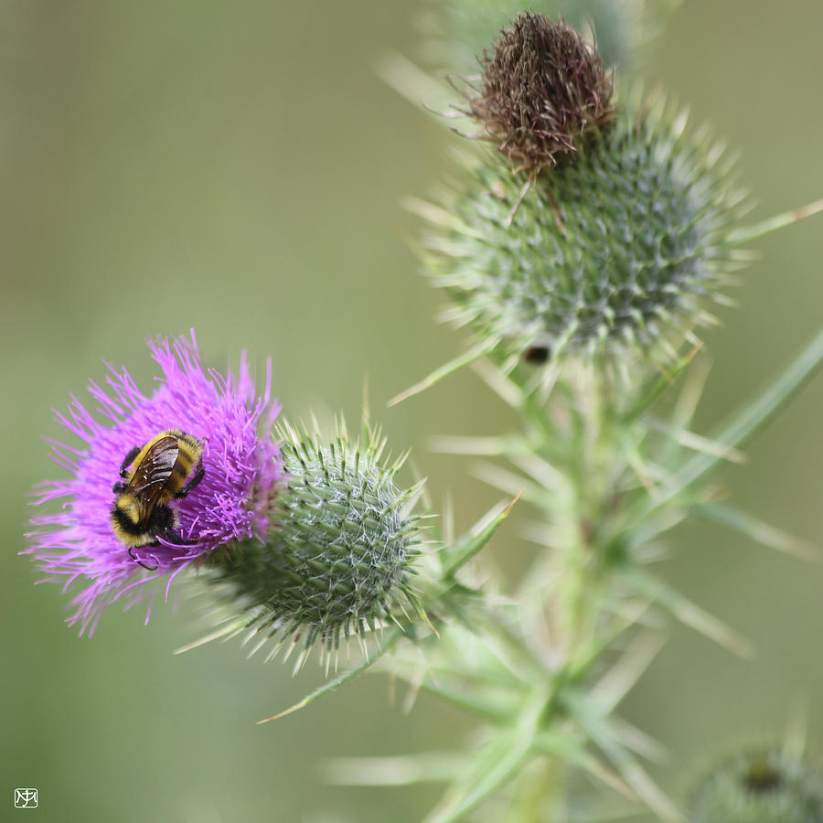 Thistle and Bee 1 Photograph by John Meader