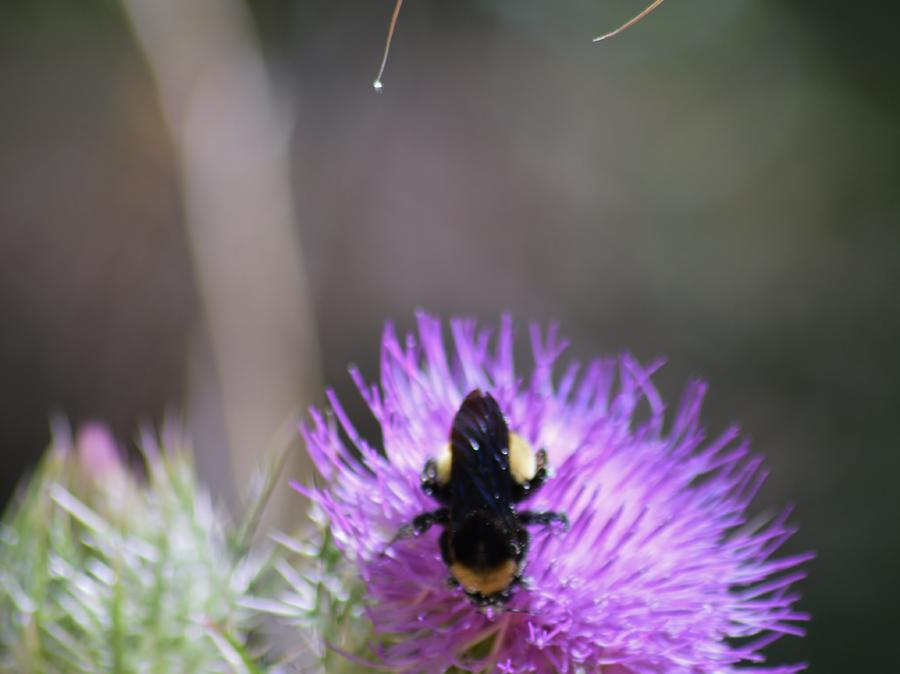 Thistle and Bee Photograph by Warren Thompson