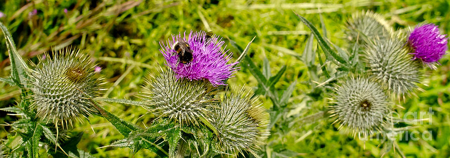 Thistle and Bumblebee. Photograph by Elena Perelman