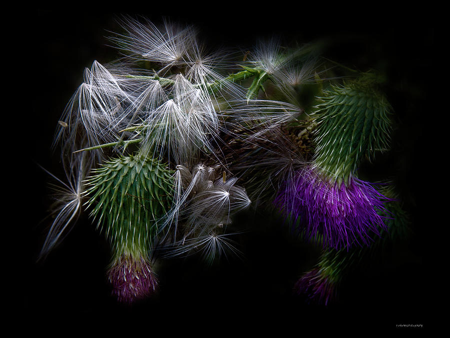 Nature Photograph - Thistle And Down by Ron Jones