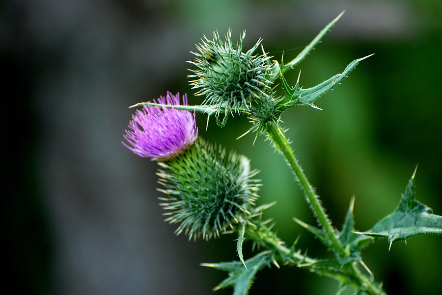 Thistle and purple flower Photograph by Douglas Pike