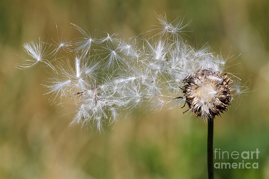 Thistle and Seeds Photograph by Rick Rauzi