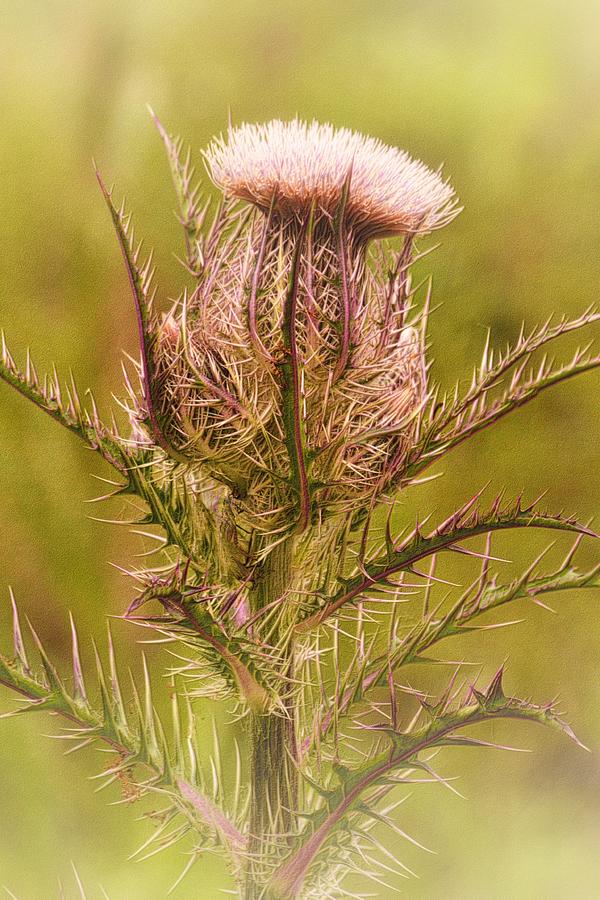 Thistle and Thorns Unfolding Photograph by Nadalyn Larsen