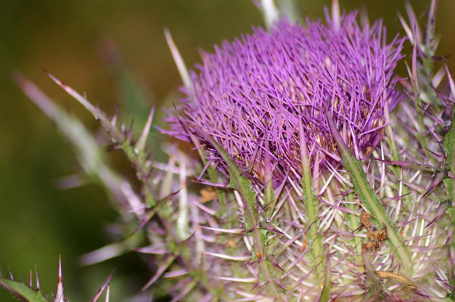 Thistle and Thorns  Photograph by Warren Thompson