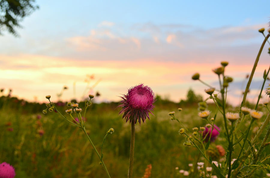 Thistle at Sunset Photograph by Ally White