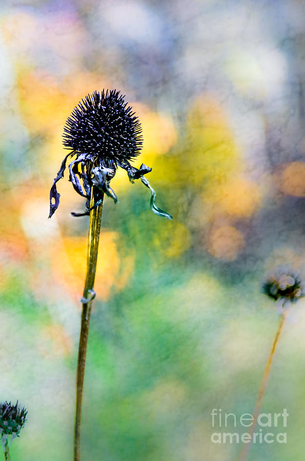 Thistle At the Edge Of A Sunny Wood Photograph by Michael Arend