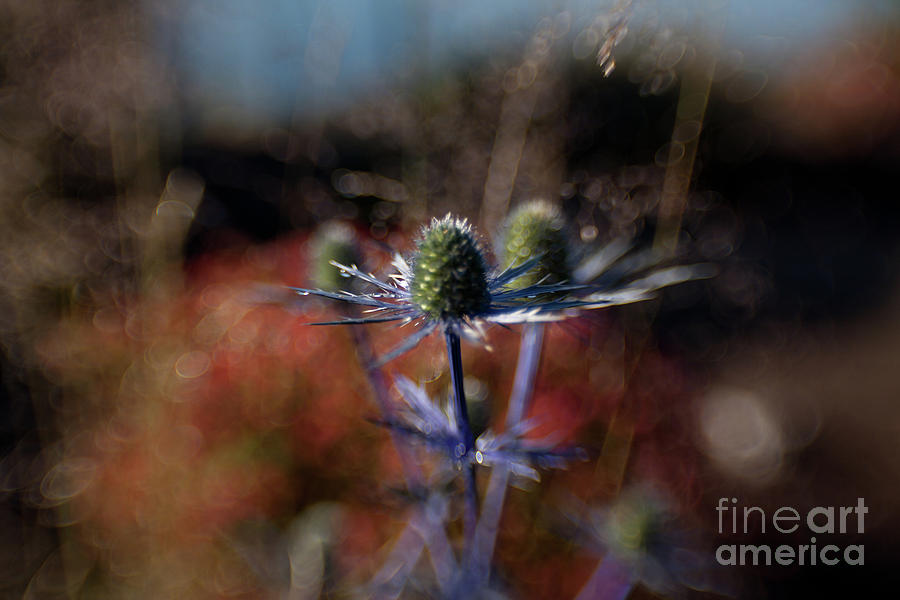 Spring Photograph - Thistle  by Avril Christophe
