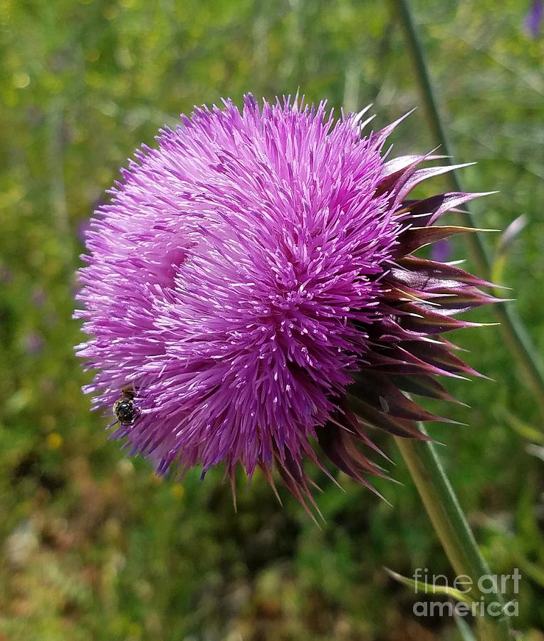 Thistle Beauty Photograph by Maria Urso