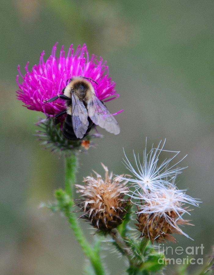 Thistle Bee Photograph by Cindy Manero