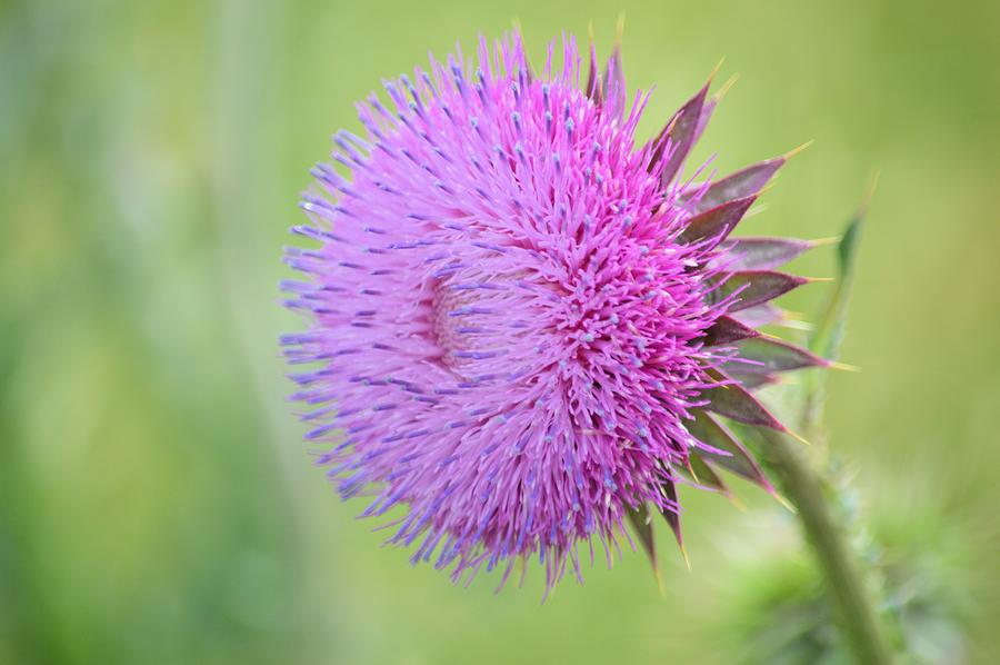 Thistle Bloom Photograph by Bonfire Photography