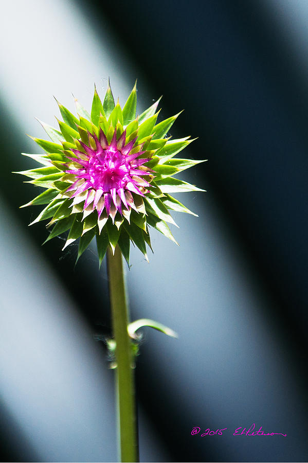 Thistle Bloom Photograph by Ed Peterson