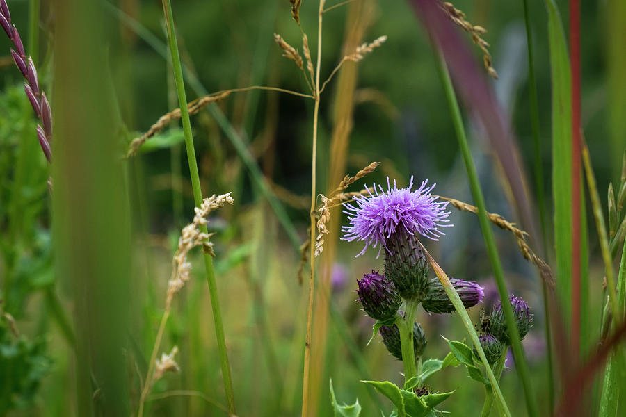 Thistle Blossom in Tall Grass Photograph by Mary Lee Dereske