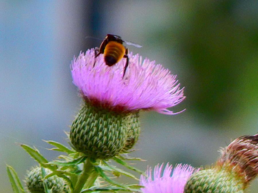 Thistle Blossom With Bee Photograph by Virginia White