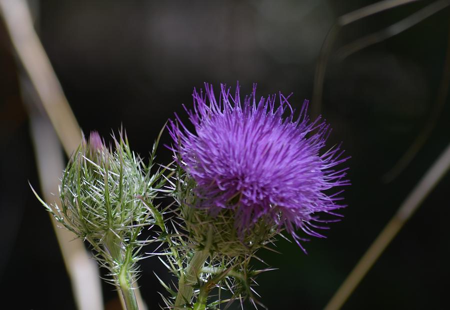 Thistle Bud and Bloom Photograph by Warren Thompson