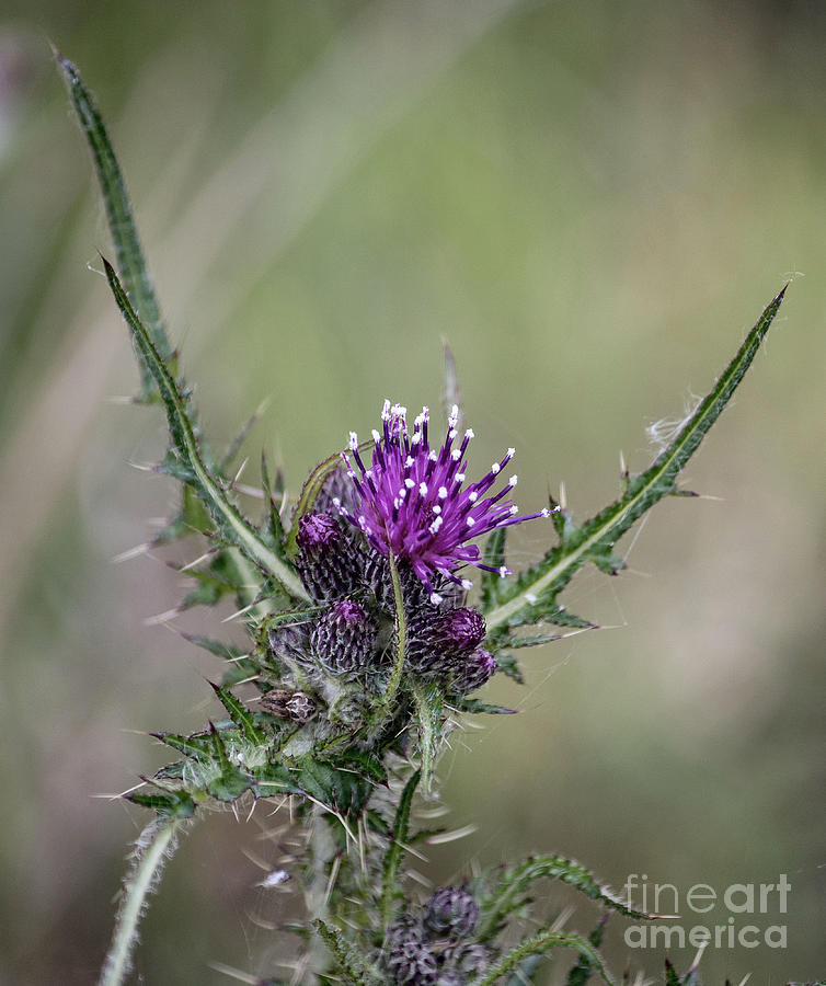 Thistle Photograph by Chris Horsnell