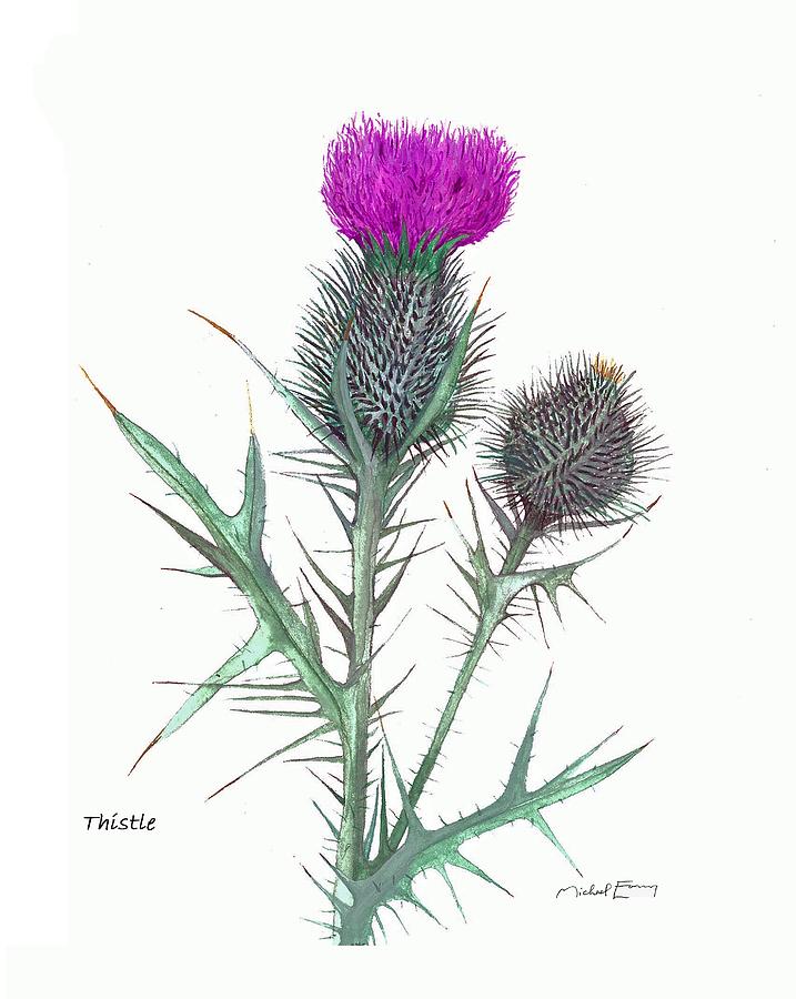 Thistle - Cirsium horridulum or texanum Painting by Michael Earney ...