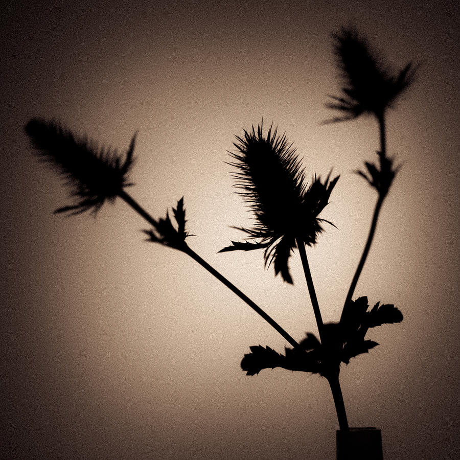 Still Life Photograph - Thistle by Dave Bowman
