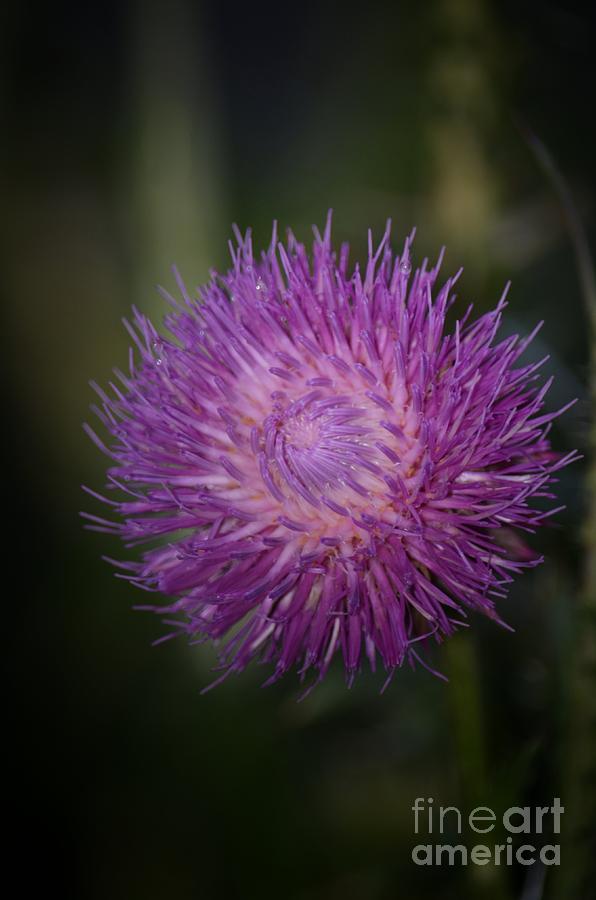 Thistle Dew Photograph by Maria Urso