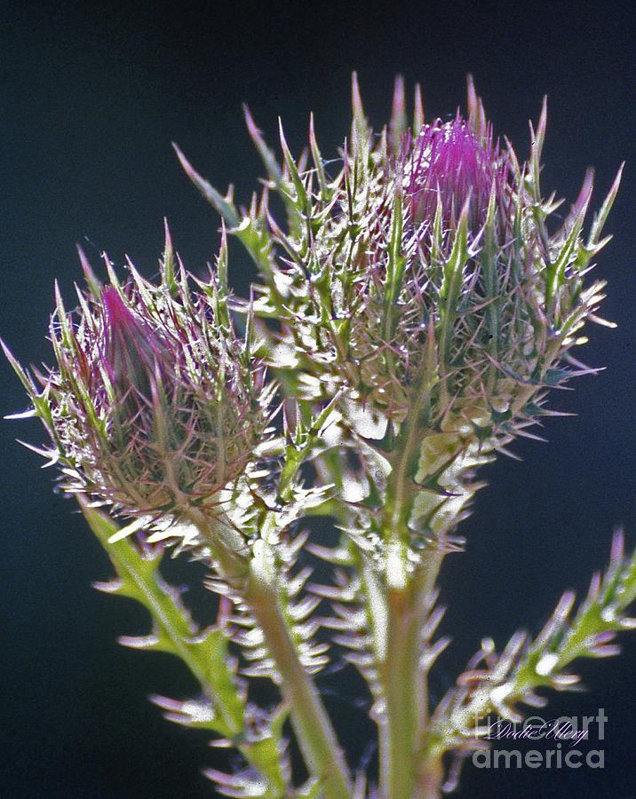 Thistle Photograph by Dodie Ulery