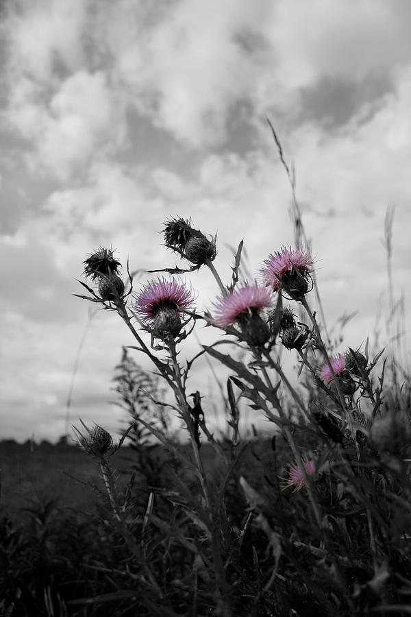 Thistle Photograph by Dylan Punke