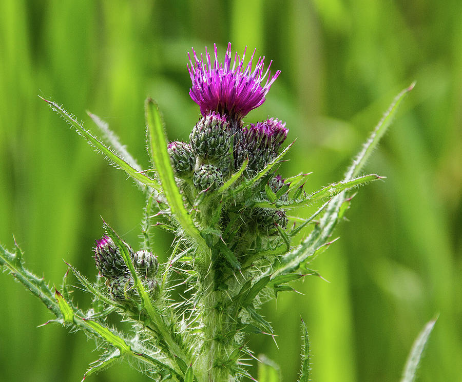 Thistle Photograph by Ed James