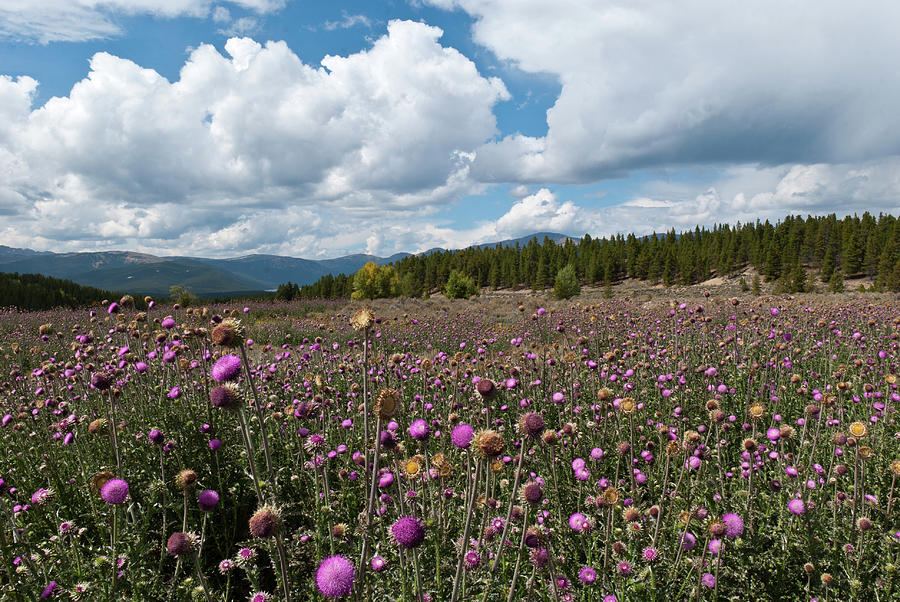 Thistle Field and Mountain Landscape Photograph by Cascade Colors