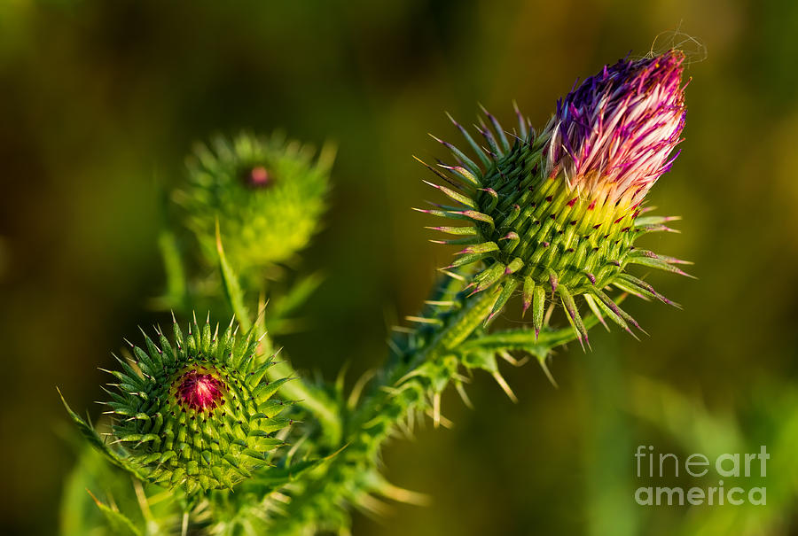 Thistle flower and bud Photograph by Les Palenik