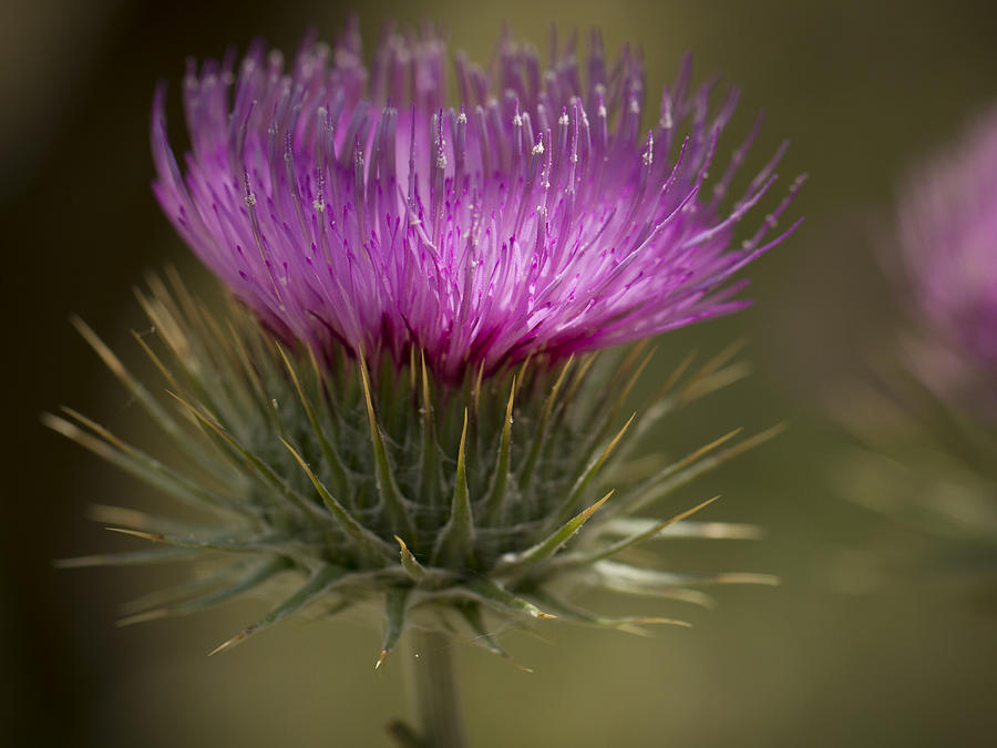 Thistle Flower Photograph by Jean Noren