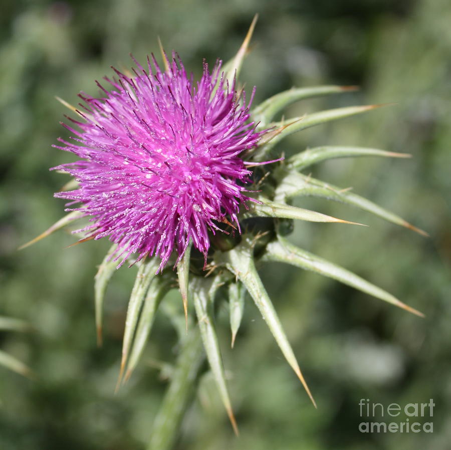 Nature Photograph - Thistle Flower Square by Carol Groenen
