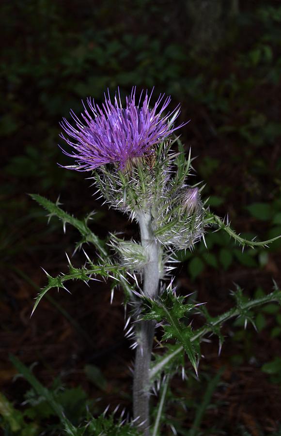 Thistle Glow Photograph by Warren Thompson