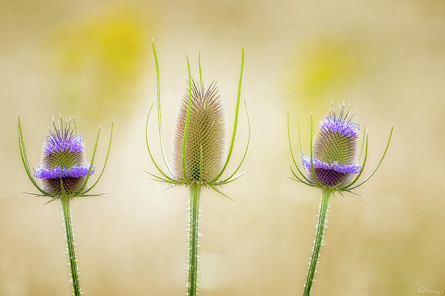Thistle Heads Photograph by Dee Browning
