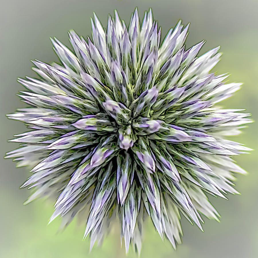 Nature Photograph - Thistle II by Robert Mitchell