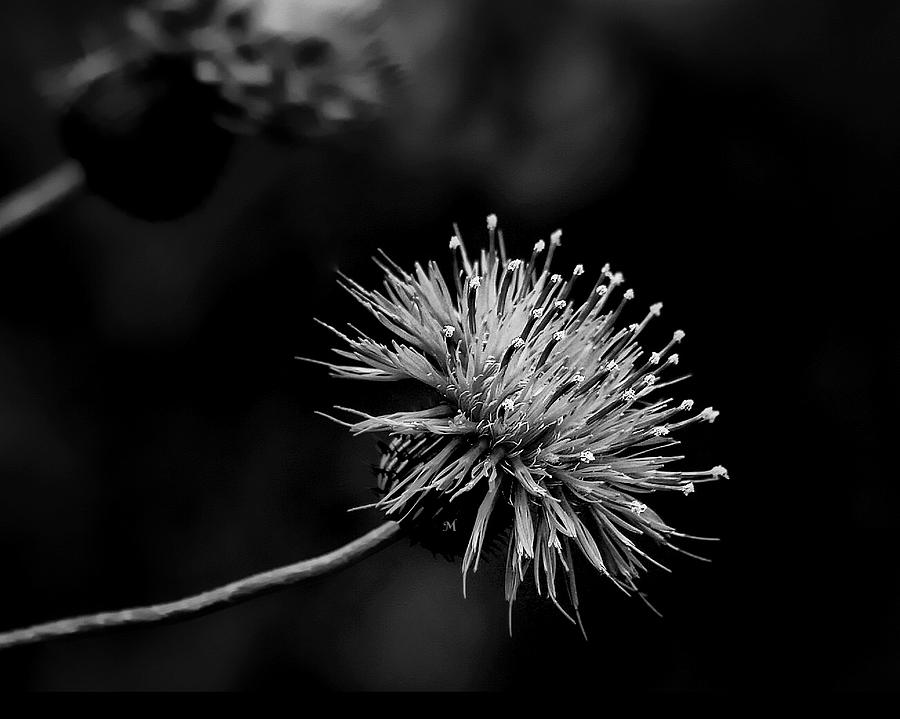 Thistle III Photograph by Amy Locklear | Fine Art America