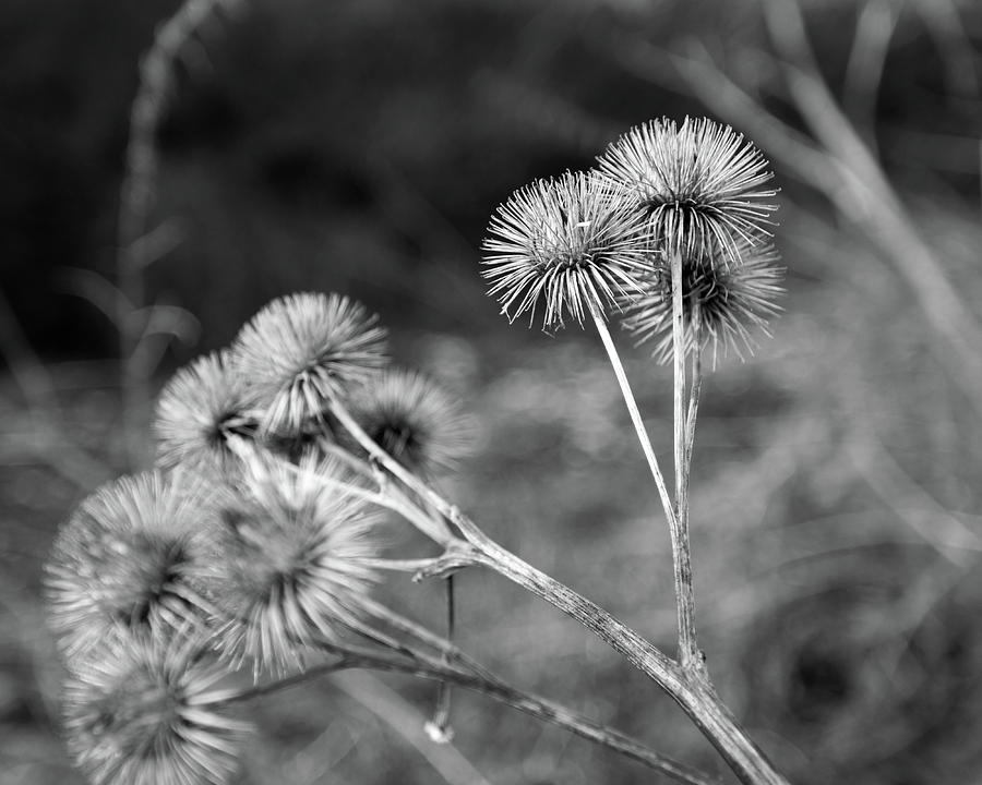 Thistle in Black and White Photograph by Leah Palmer