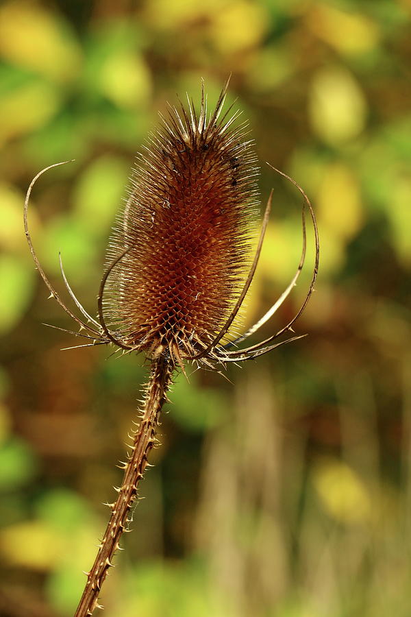 Thistle In Fall Photograph by Christiane Schulze Art And Photography