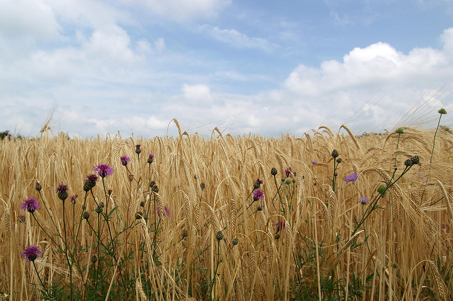 Nature Photograph - Thistle in wheat field by Jessica Rose