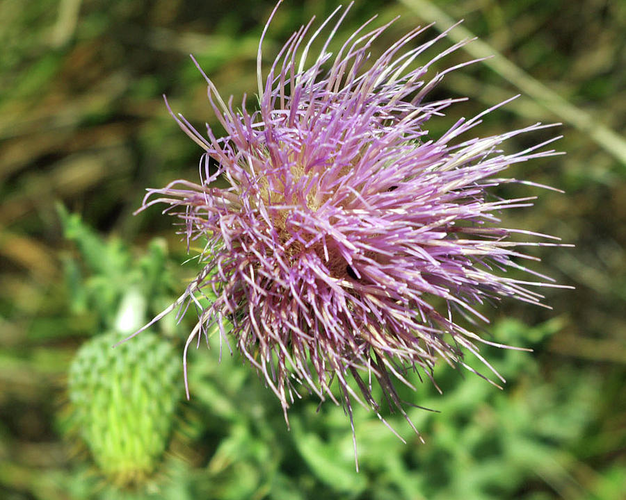 Thistle Photograph by Jesse Coulson - Fine Art America