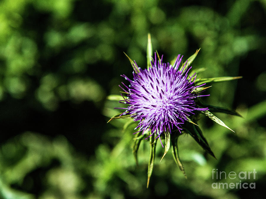 Thistle Photograph by Joseph Yarbrough