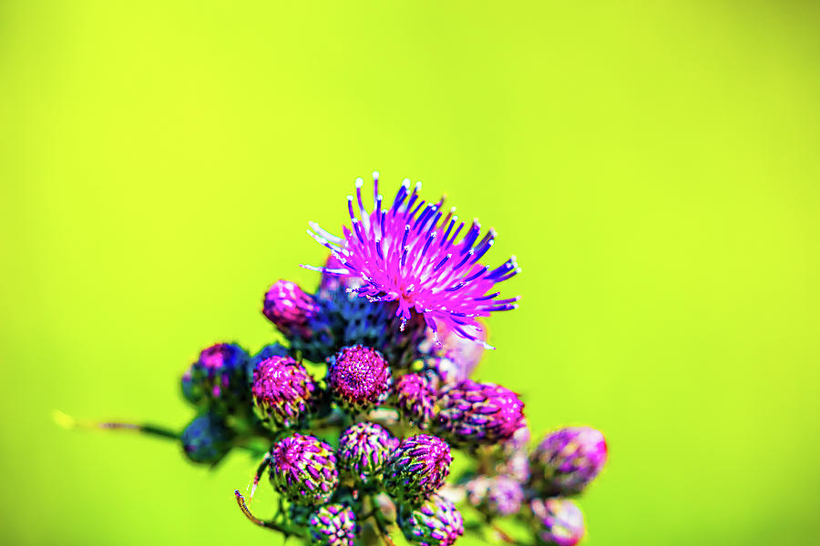 Thistle June 2016.  Photograph by Leif Sohlman