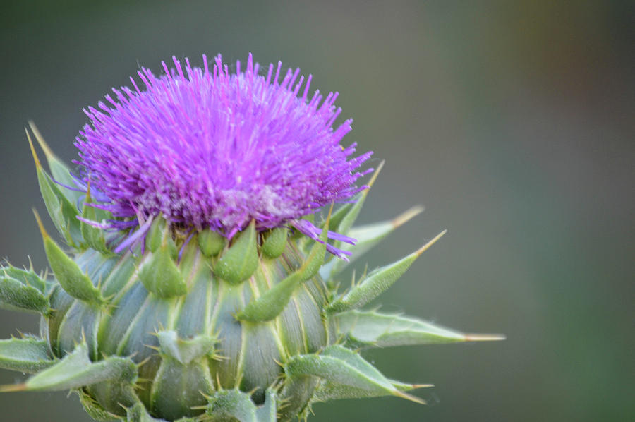 Thistle Photograph by Kathleen Maconachy