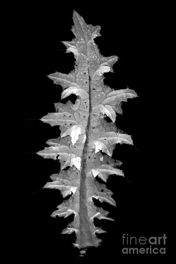 Thistle leaf Photograph by Clayton Bastiani