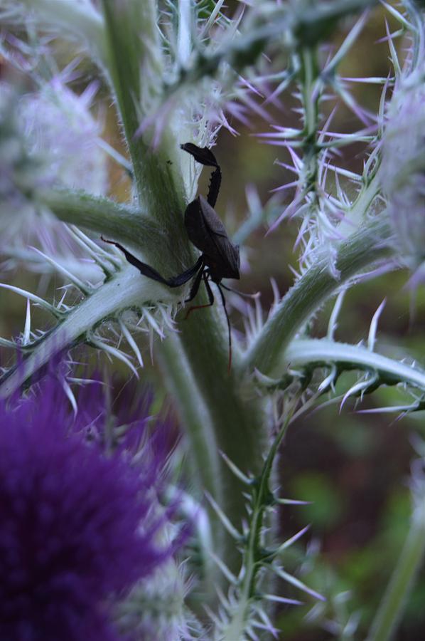 Thistle Light and Leaf-footed Bug  Photograph by Warren Thompson