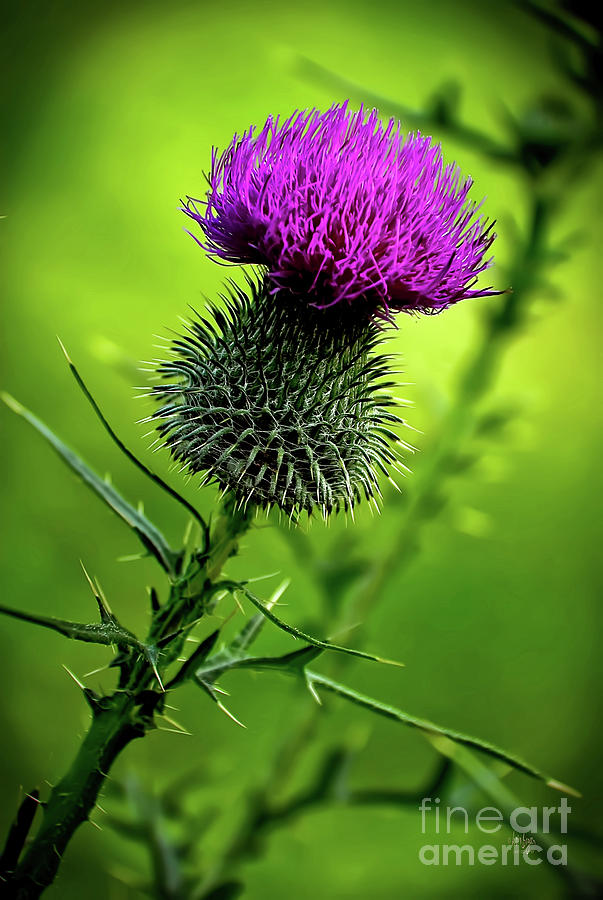 Flowers Still Life Photograph - Thistle by Lois Bryan