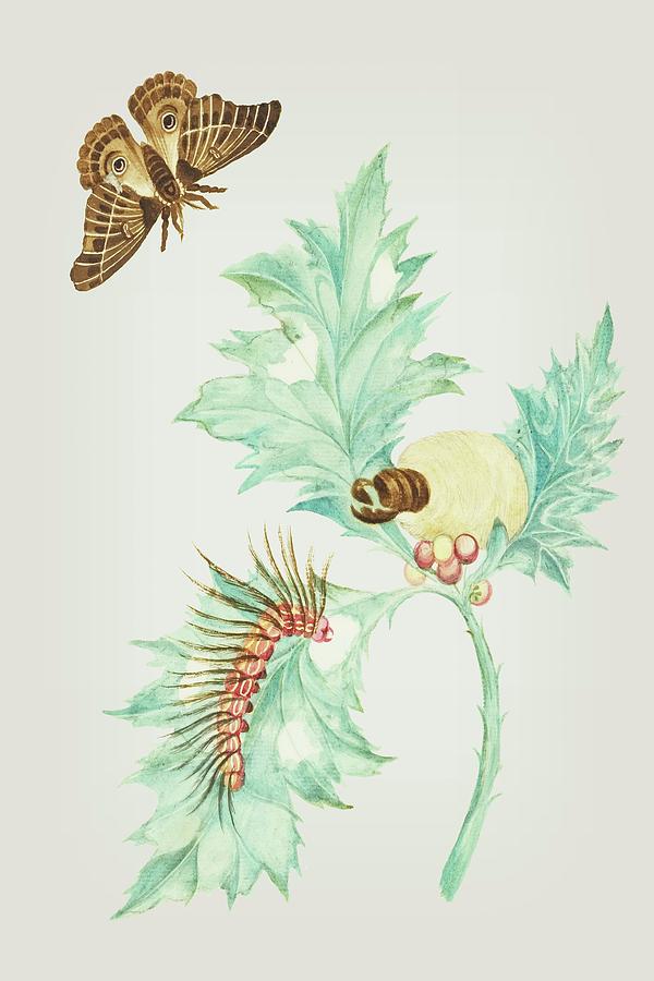 Thistle Maccaj in America with Caterpillars In All Phases And Butterfly by  Cornelis Markee 1763 Mixed Media by Movie Poster Prints