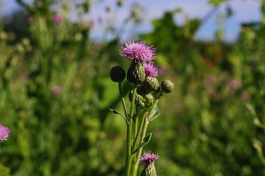 Thistle Photograph by Michiale Schneider