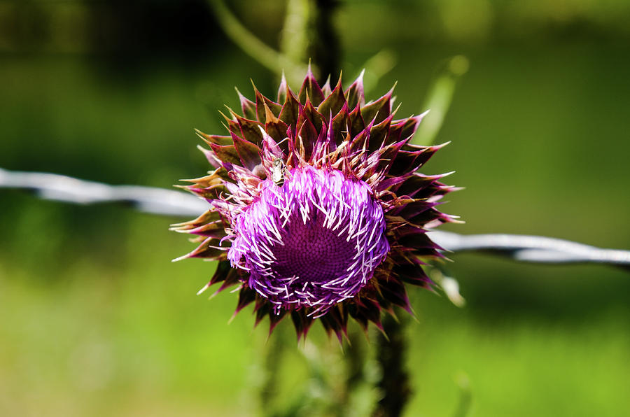Thistle on a Fence Photograph by Synda Whipple