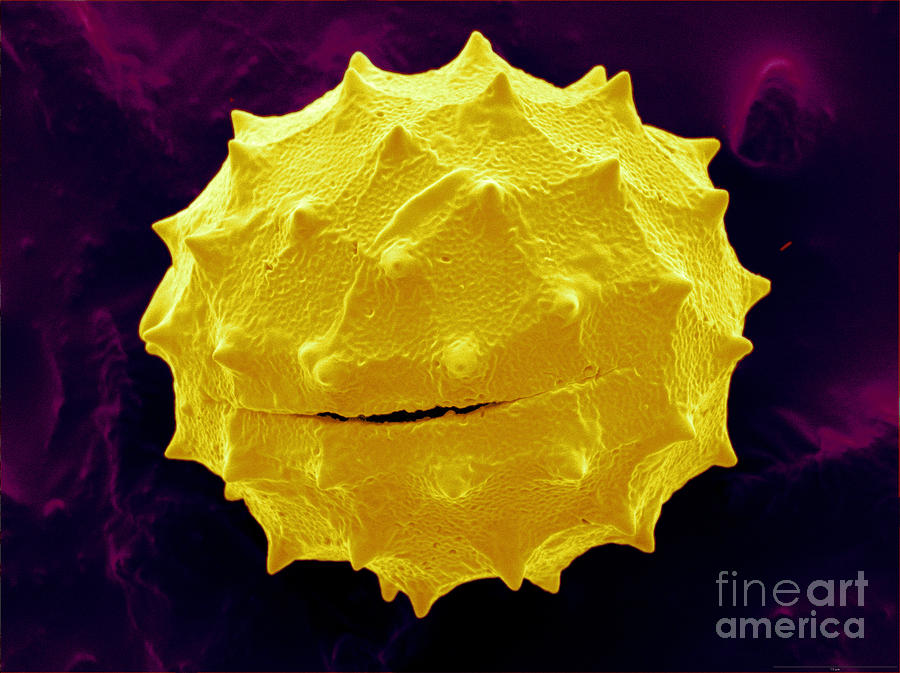 Thistle Photograph - Thistle Pollen by Scimat