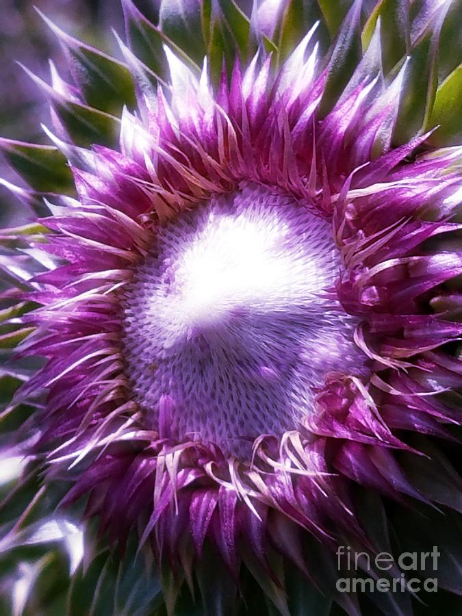Thistle Radiance Photograph by Maria Urso