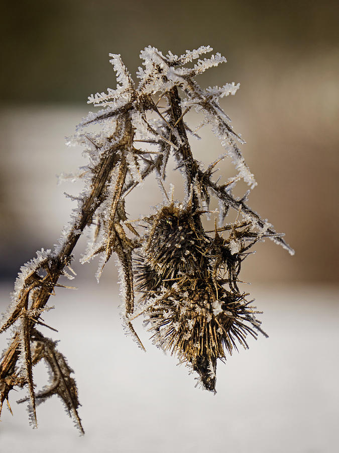 Thistle seed pods - 365-316 Photograph by Inge Riis McDonald